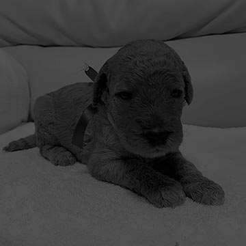 Flare Star JP Celaeno